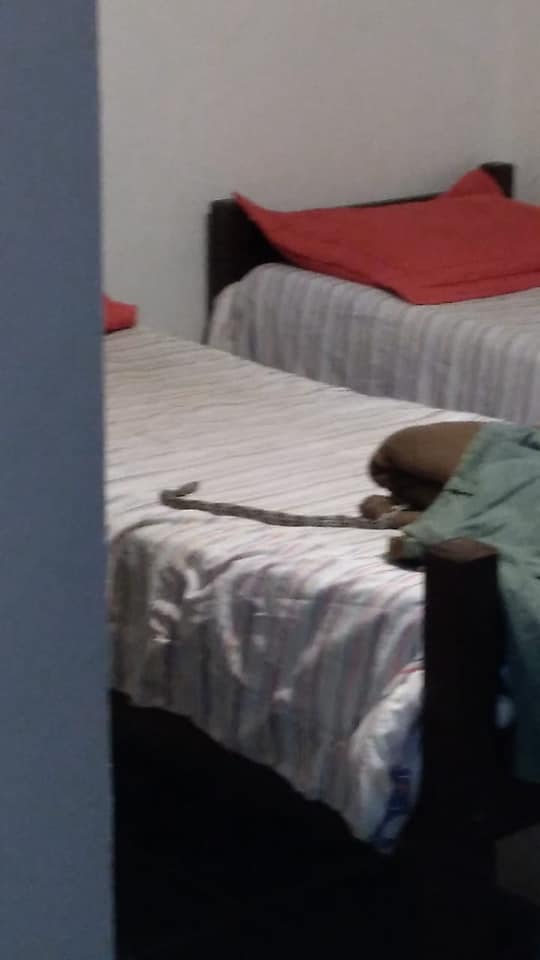 Cobra foi encontrada em cima da cama de morador de Búzios na madrugada desta segunda-feira (29) | Foto: Guarda Municipal Ambiental de Búzios/Divulgação