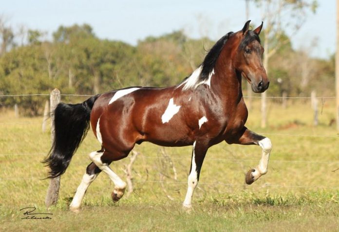 Exposição do Cavalo