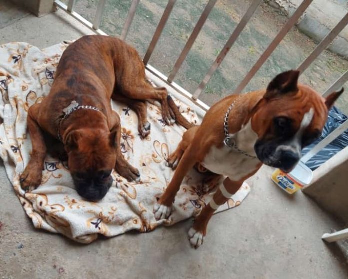 matar cachorros