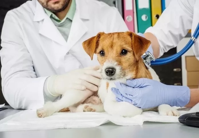 main agenda cachorros