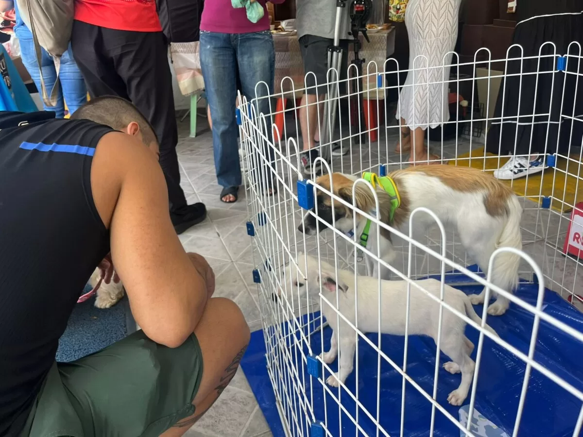feira de adocao de animais acontece neste sabado 20 no centro de cabo frio