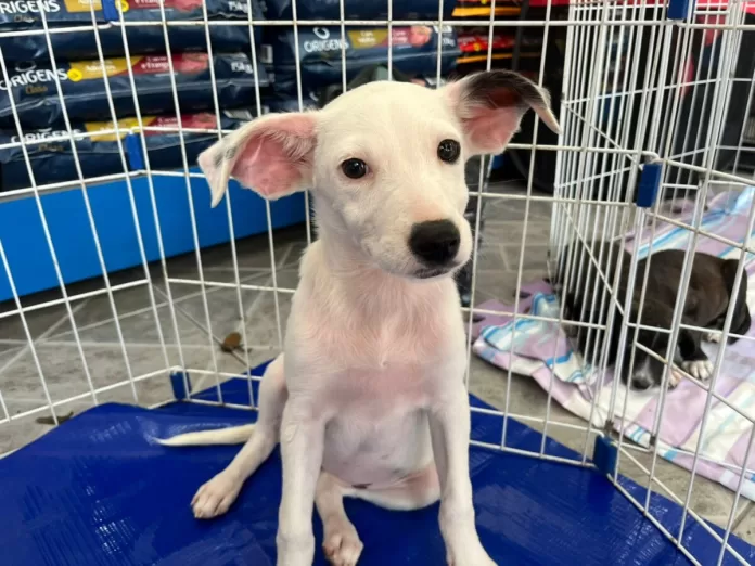 feira de adocao de animais acontece neste sabado 21 no centro de cabo frio