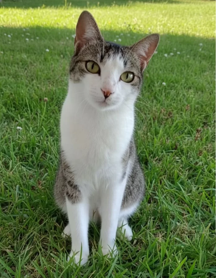 img 20251028 wa0308 img 20251028 wa0308