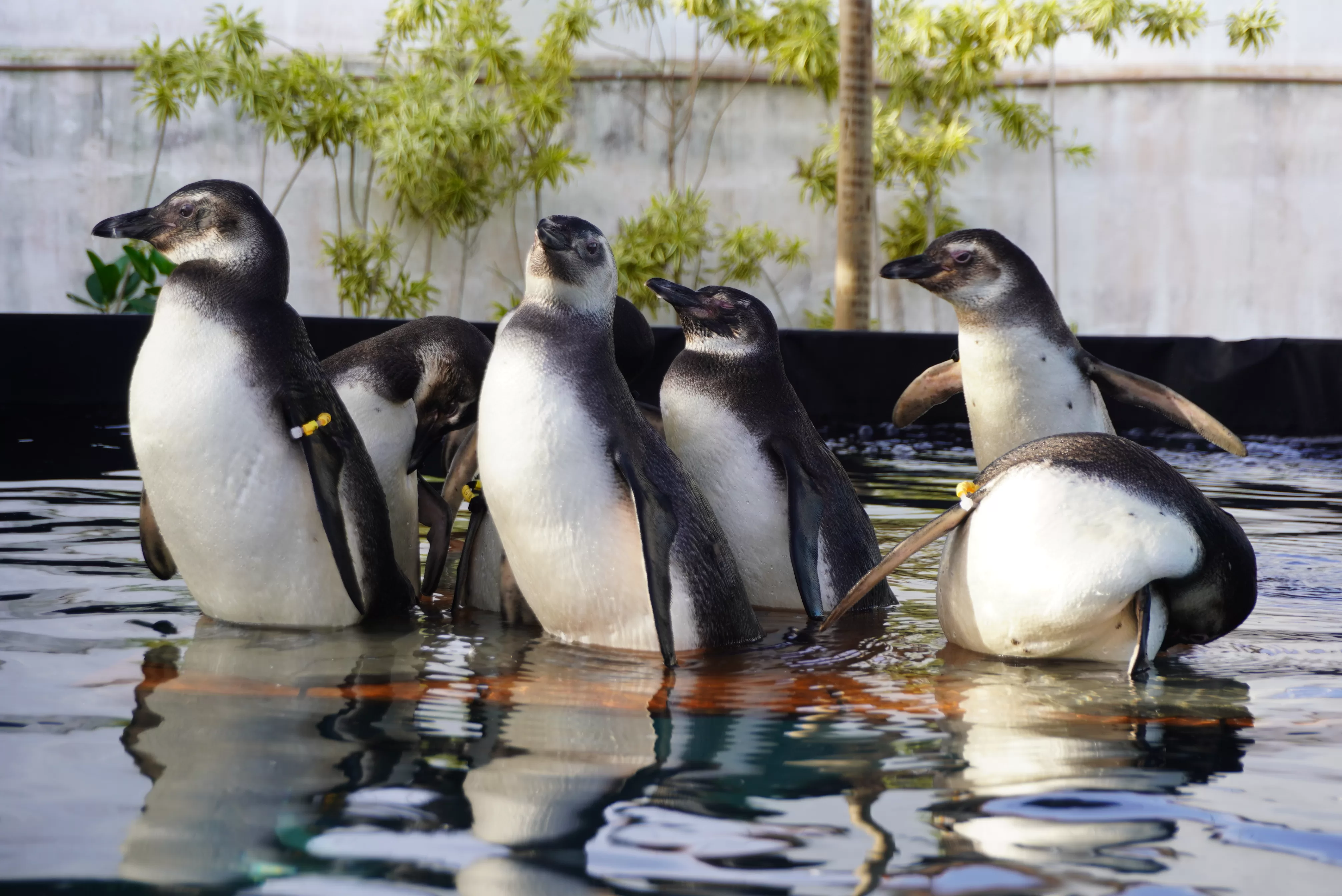 pinguins 2025 (2)