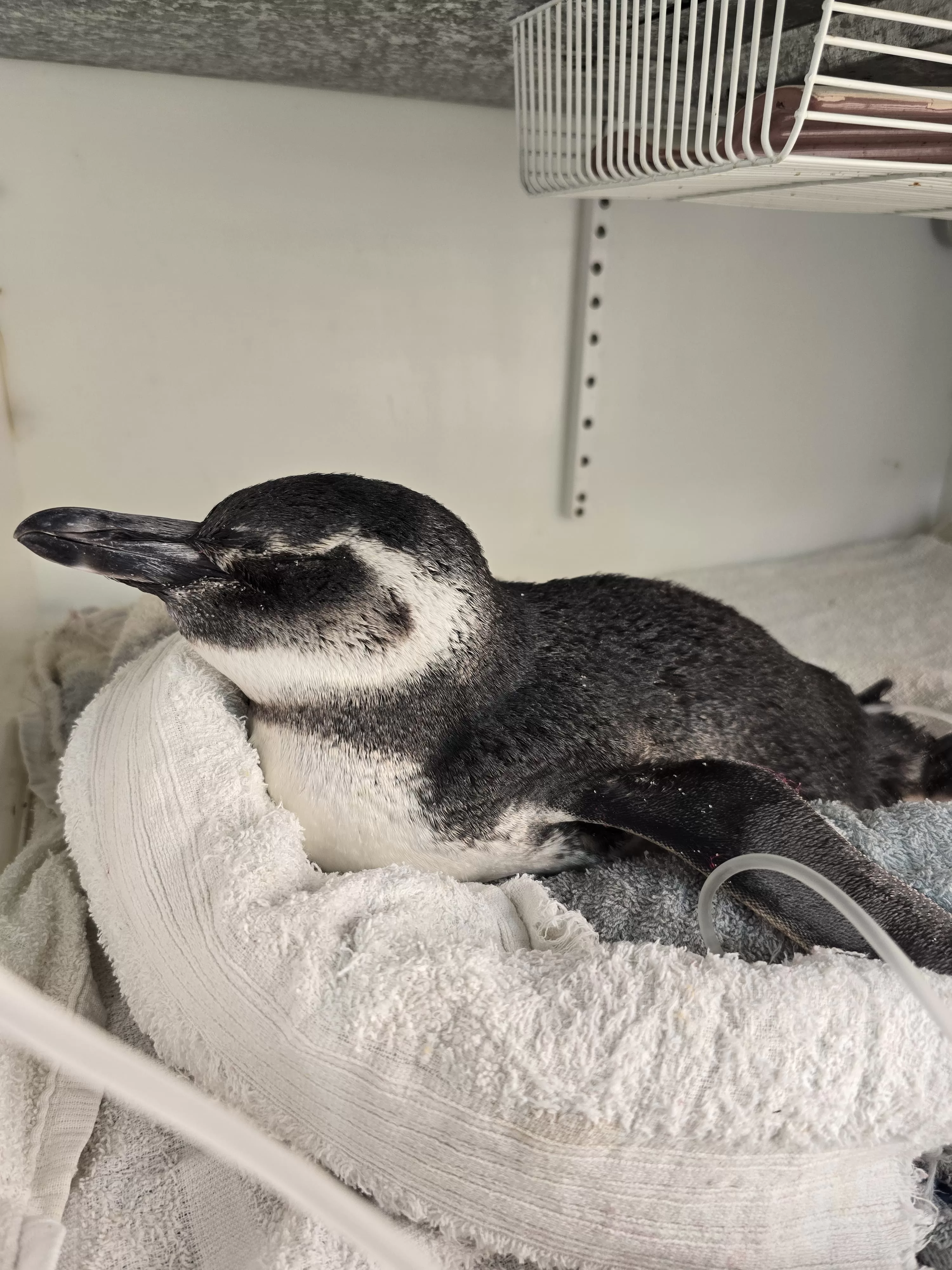 pinguins 2025