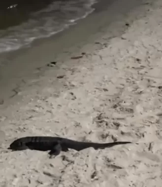 screenshot 424 screenshot 424