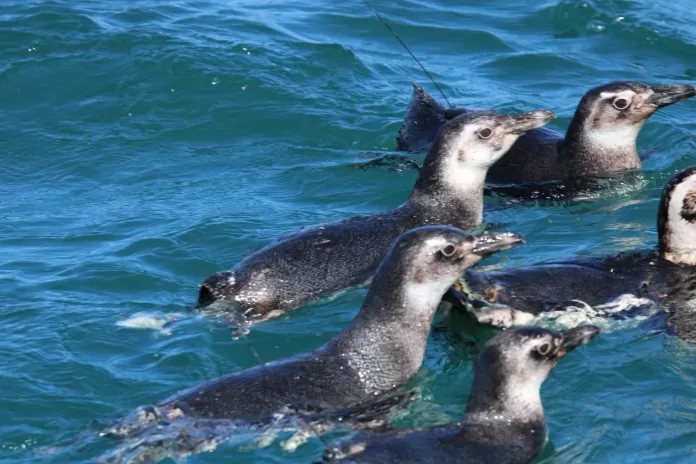 soltura pinguins 06 10 25 instituto albatroz gabriela bezerra (4)
