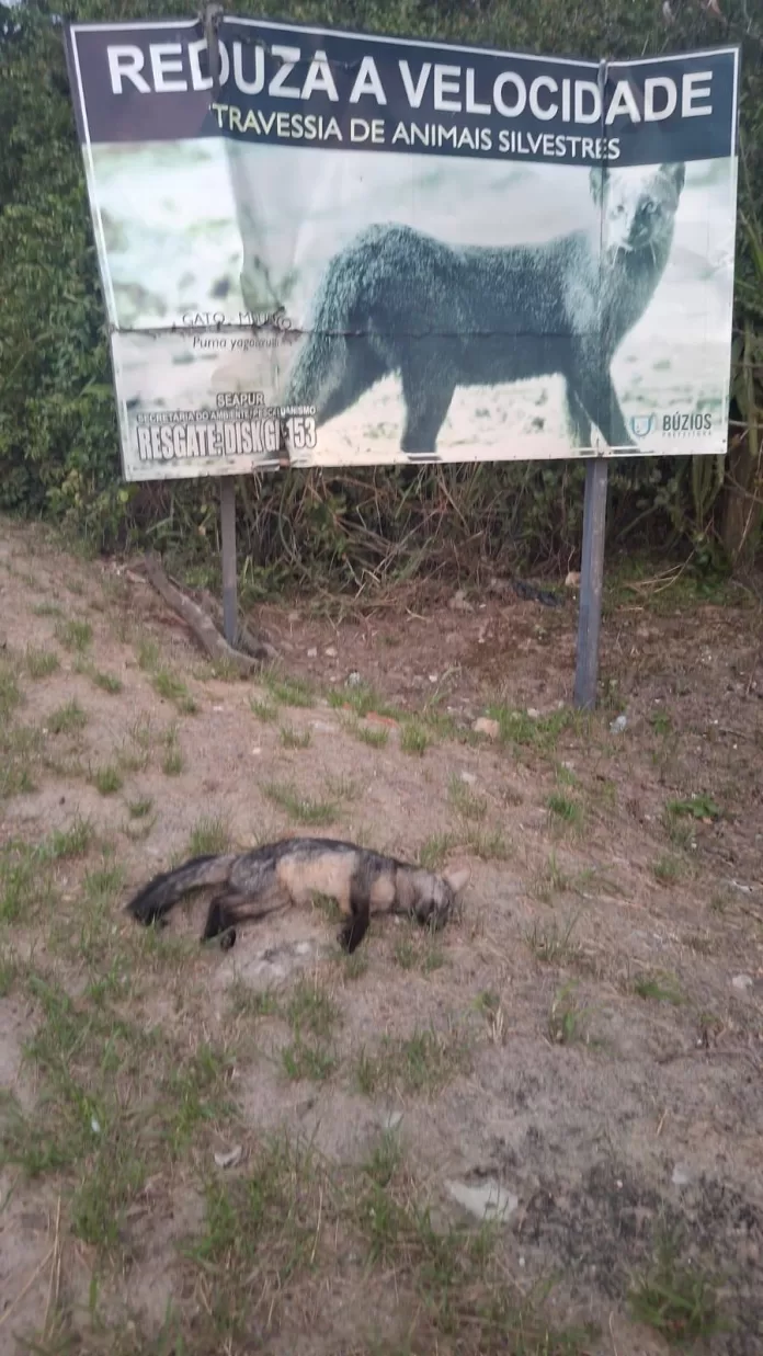 579423786 1263625989115464 8047973598881309002 n