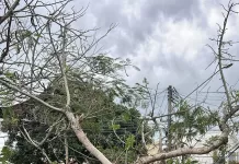 Queda de árvore derruba poste e deixa escola sem energia em Cabo Frio imagem do whatsapp de 2025 11 10 à(s) 11.14.56 346f5351