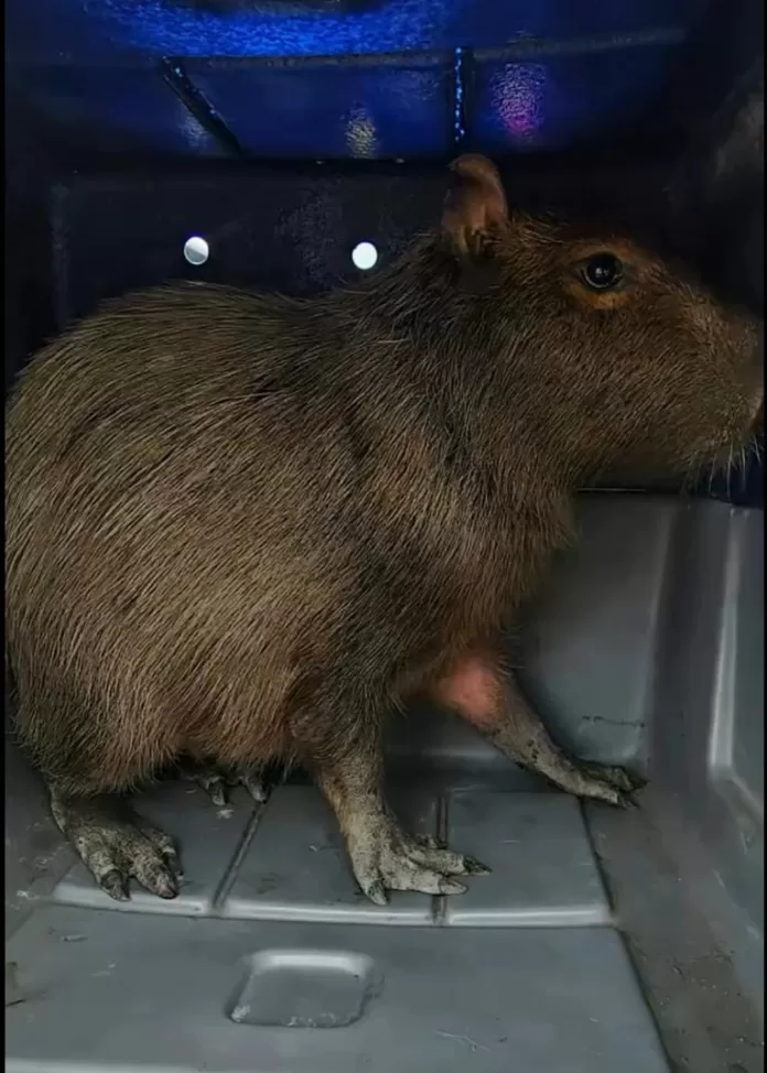 imagem do whatsapp de 2025 11 27 à(s) 19.40.26 92348860