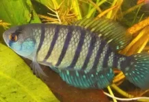 Cabo Frio recebe expedição de conservação de peixes rivulídeos ameaçados de extinção img 20251110 wa0376