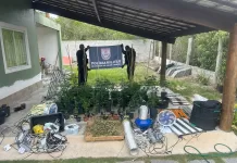 Polícia descobre estufa de maconha e apreende 76 pés da droga no Jardim Peró em Cabo Frio img 20251114 wa0302