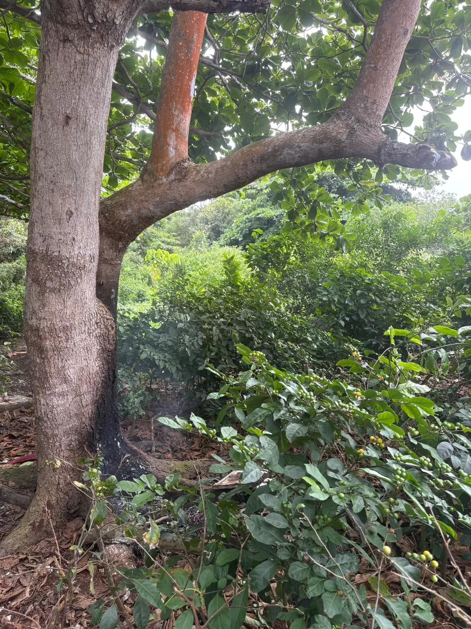 whatsapp image 2025 11 06 at 16.37.39 (1)