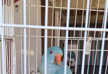 Periquito-indiano é resgatado ferido no bairro Jardim Caiçara, em Cabo Frio a equipe da guarda marítima e ambiental realizou o resgate de um periquito indiano encontrado fe