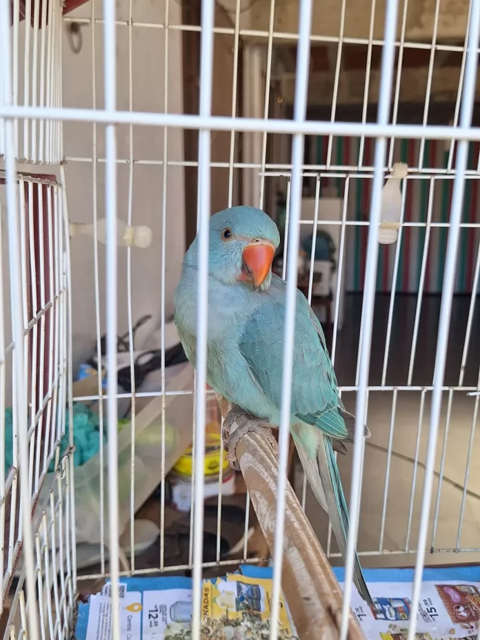 a equipe da guarda marítima e ambiental realizou o resgate de um periquito indiano encontrado fe