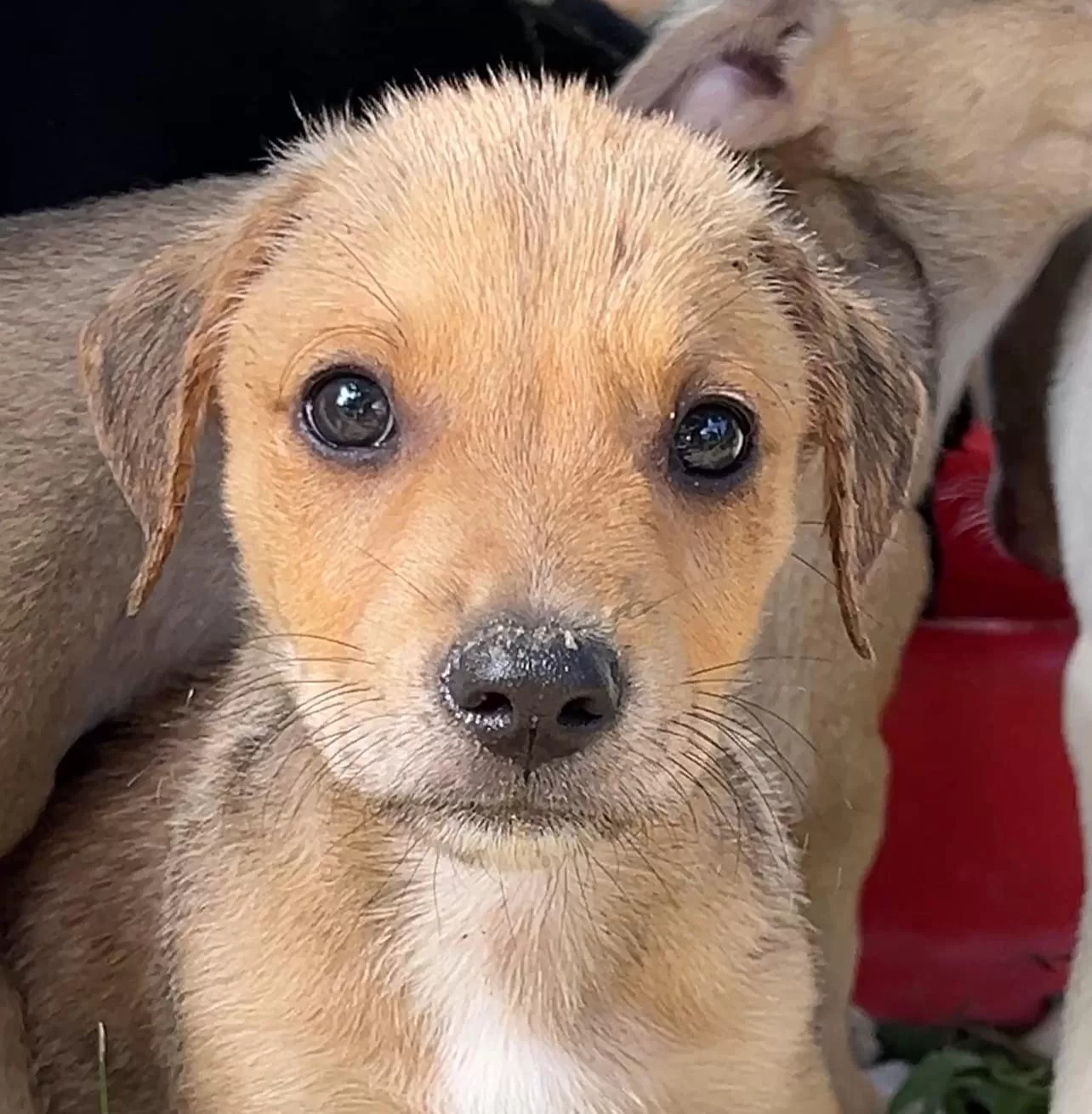 a feira terá cerca de 30 cães e gatos disponíveis para adoção 1 foto alexandre leite