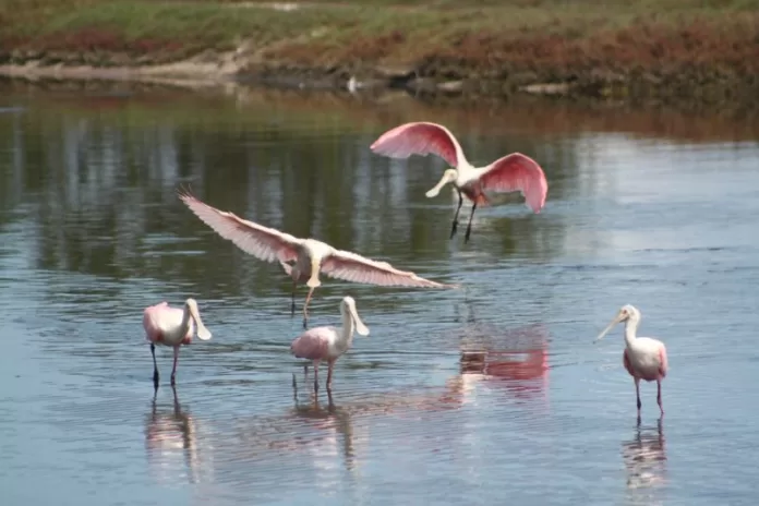 colheiro fotografia geraldo lima e1621603907471