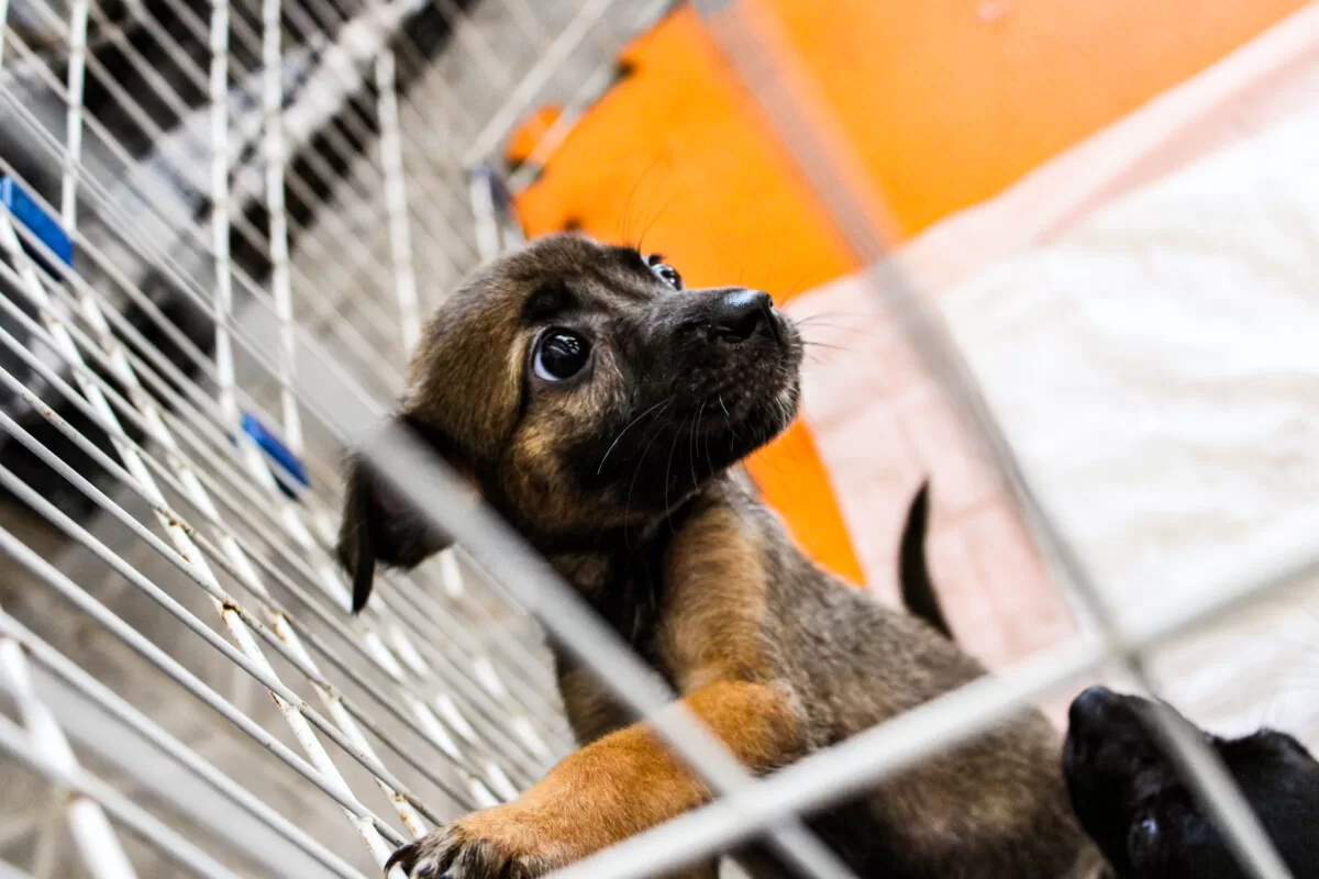 feira de adocao animal acontece neste sabado 8 em cabo frio