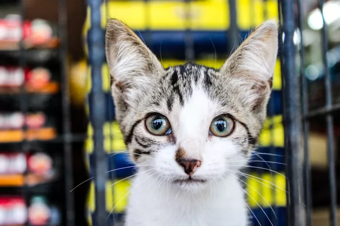 feira de adocao animal acontece neste sabado 9 em cabo frio