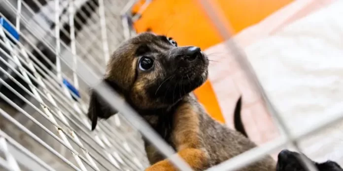 img 9164 rgca5z726qwvzwv815bh5fdraqekd5b99fny13htpc