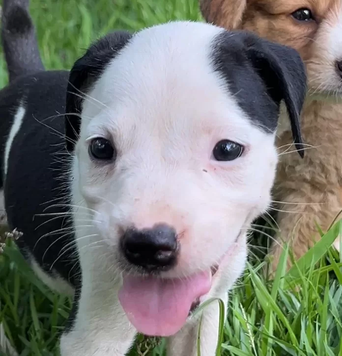 os filhotes já são adotados com a castração agendada 1 foto alexandre leite