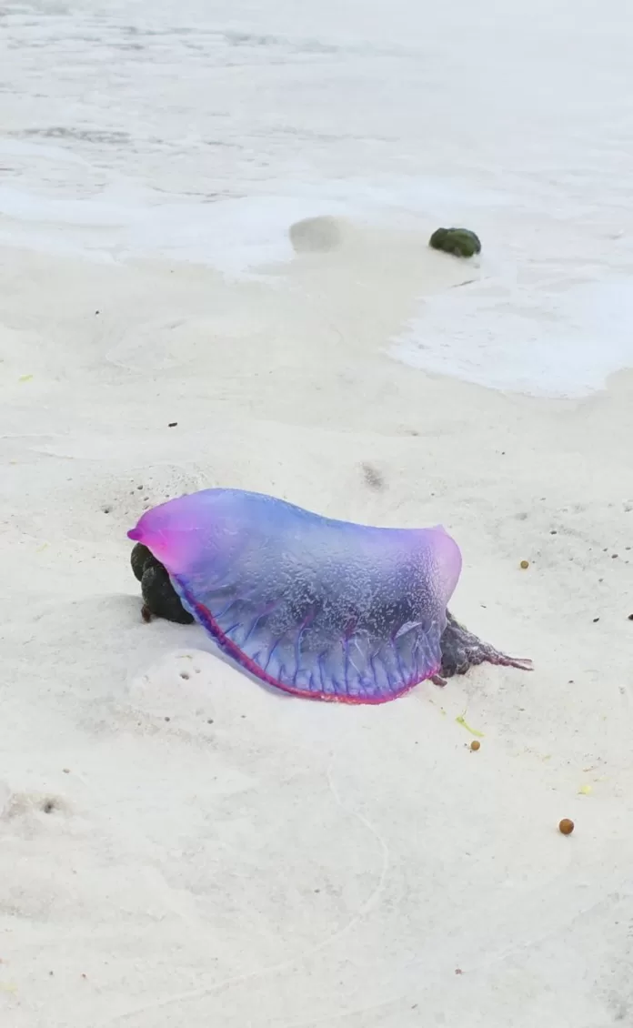 whatsapp image 2025 12 09 at 17.16.14