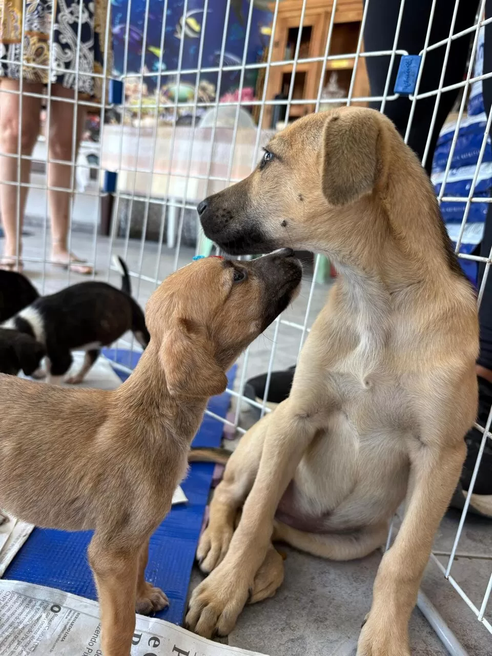 whatsapp image 2025 12 18 at 09.24.45 2