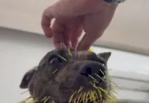 captura de tela 2026 01 24 165735