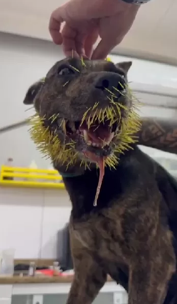 captura de tela 2026 01 24 165735