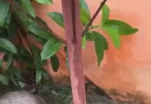 Capivara é encontrada morta no Bosque de Geribá, em Búzios img 20260122 wa0437