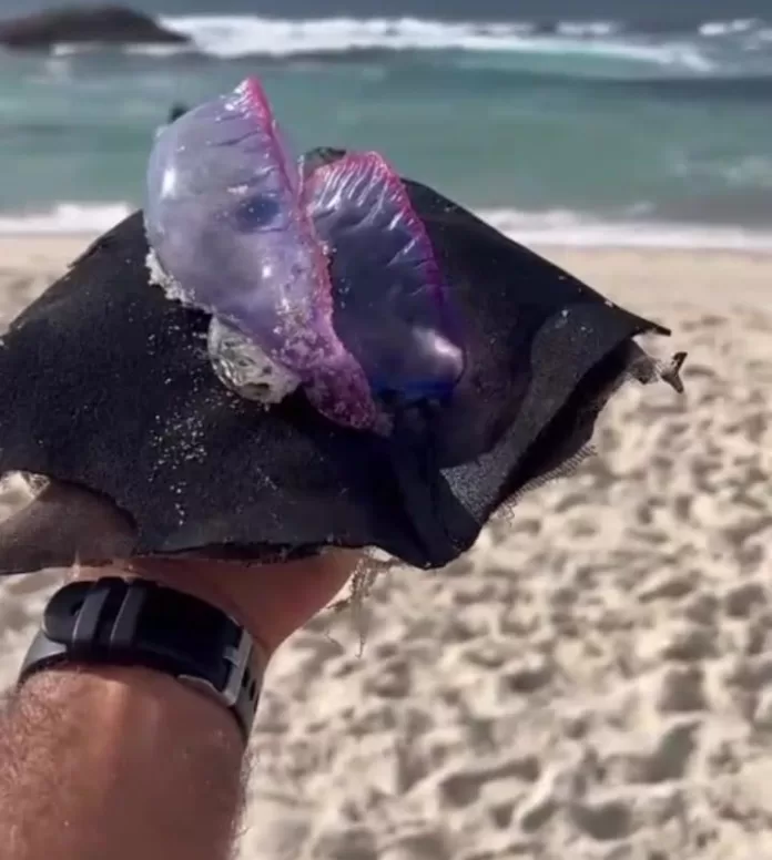 img 20260127 wa0196(1)