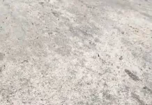 Tartaruguinha nasce em área de proteção ambiental e chama atenção em Búzios img 20260128 wa0303