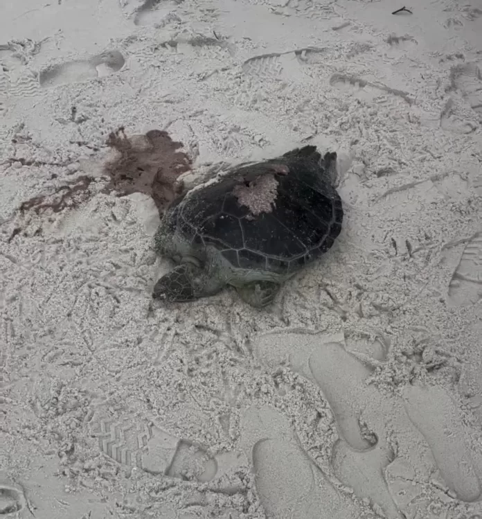 livenoticiasoficial 1768916683 3814272050589154600 22637758931