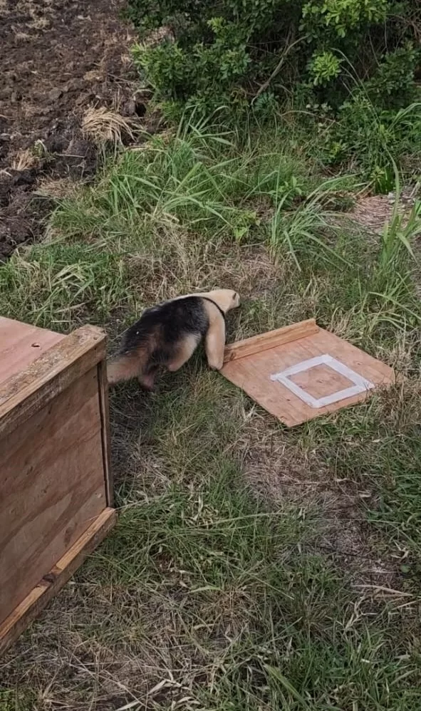 resgate tamanduá mirim (1)