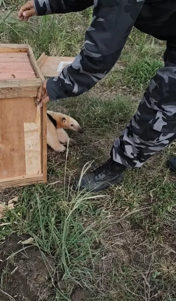 resgate tamanduá mirim (12)