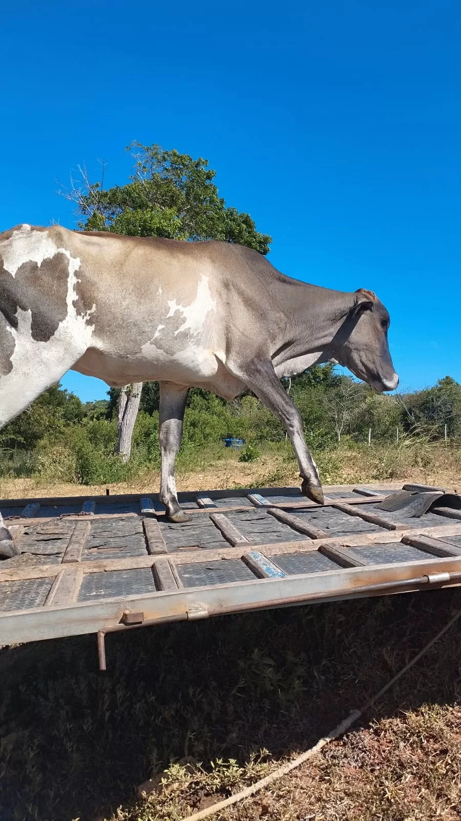 whatsapp image 2026 01 09 at 07.50.18 (2)