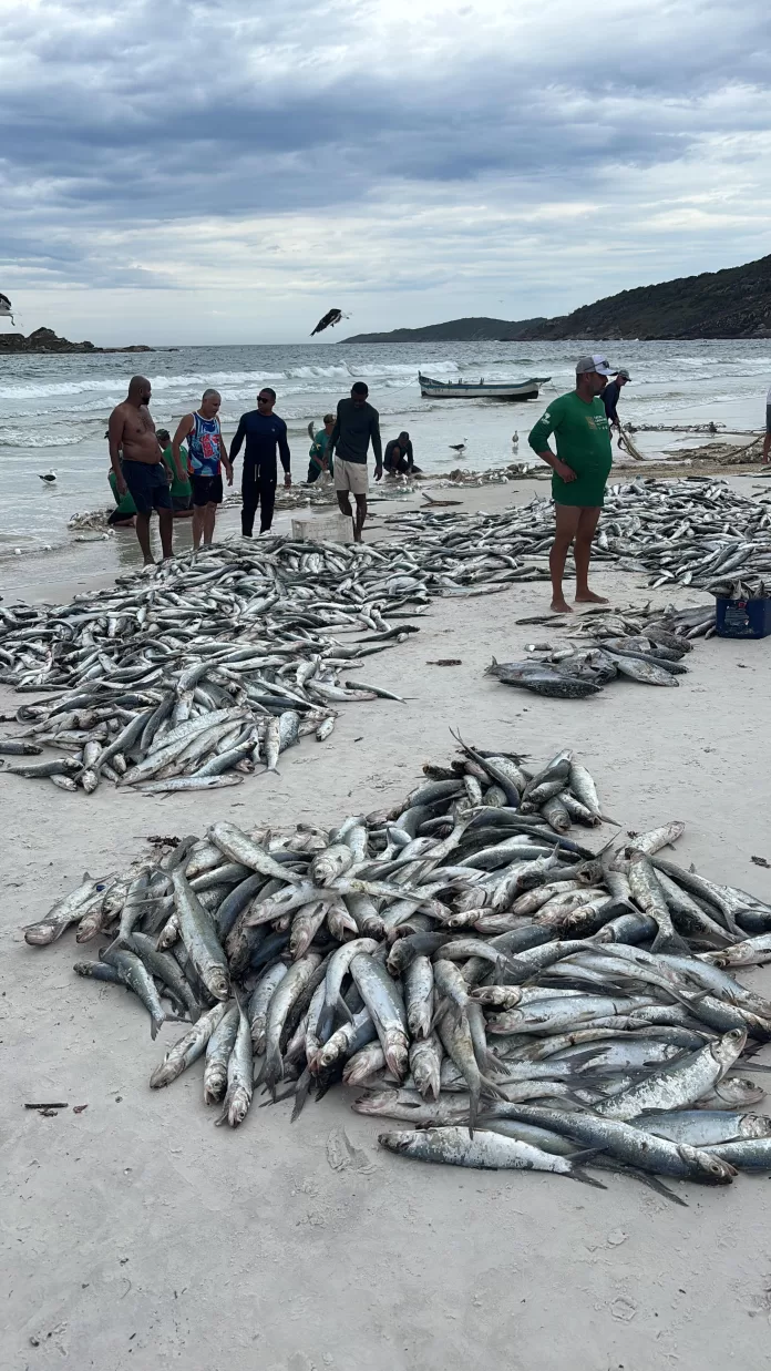 whatsapp image 2026 01 30 at 11.34.47