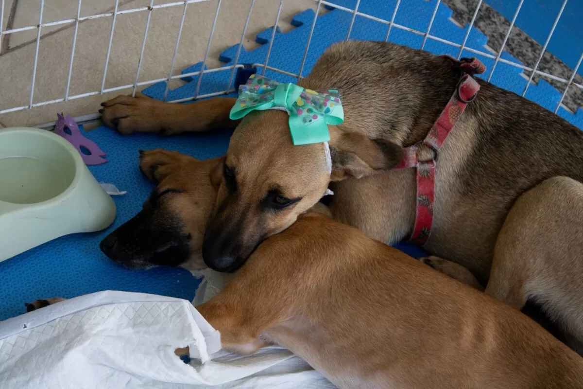 1ba5c2af fe7a 4f09 ad50 2a618fc9ed8e