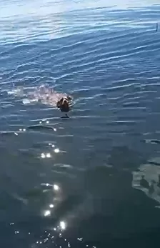 captura de tela 2026 03 23 124747