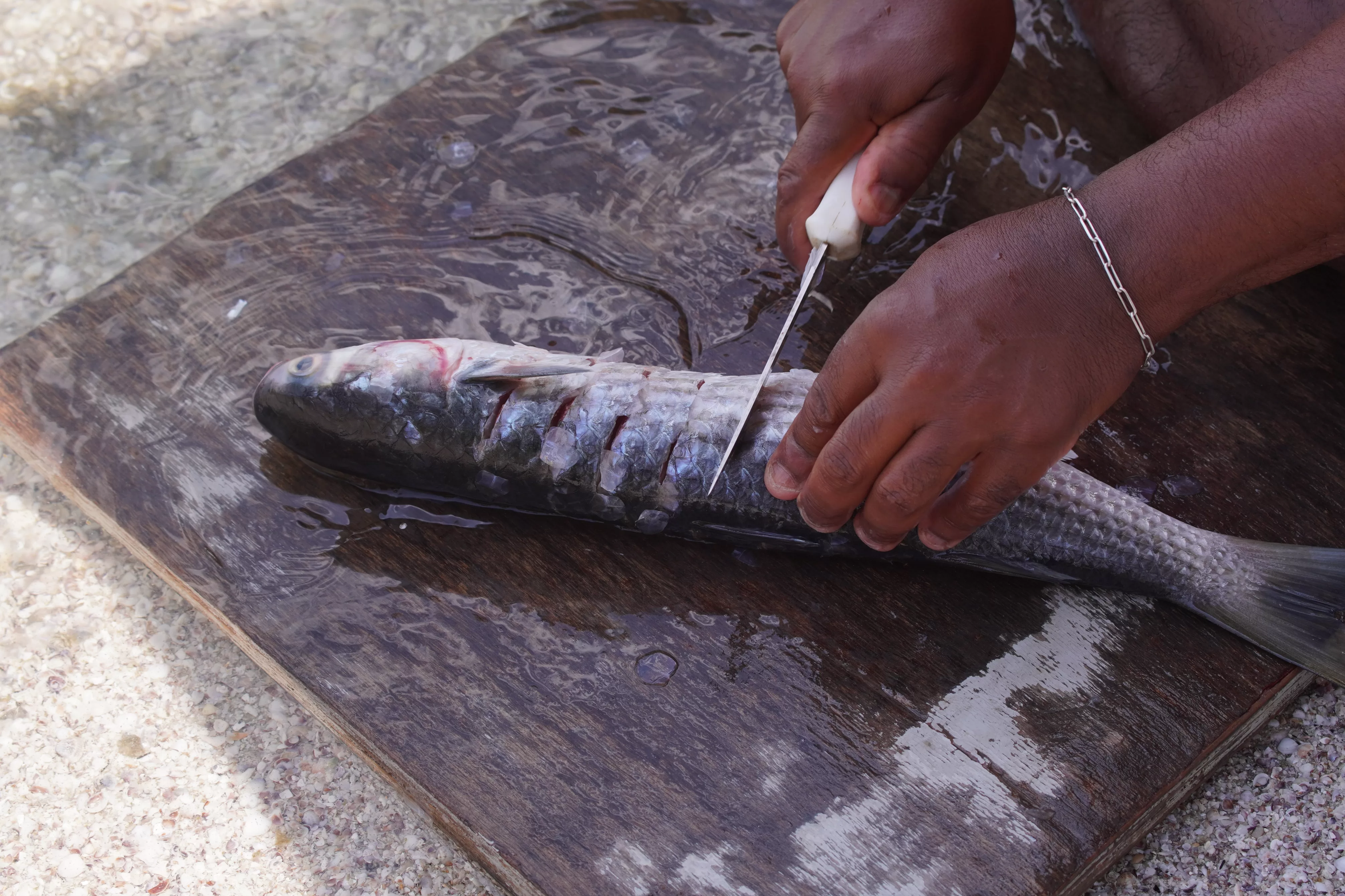 tainha caminha para obter o selo de indicação geográfica (ig) pelo instituto nacional da propriedade industrial (inpi)