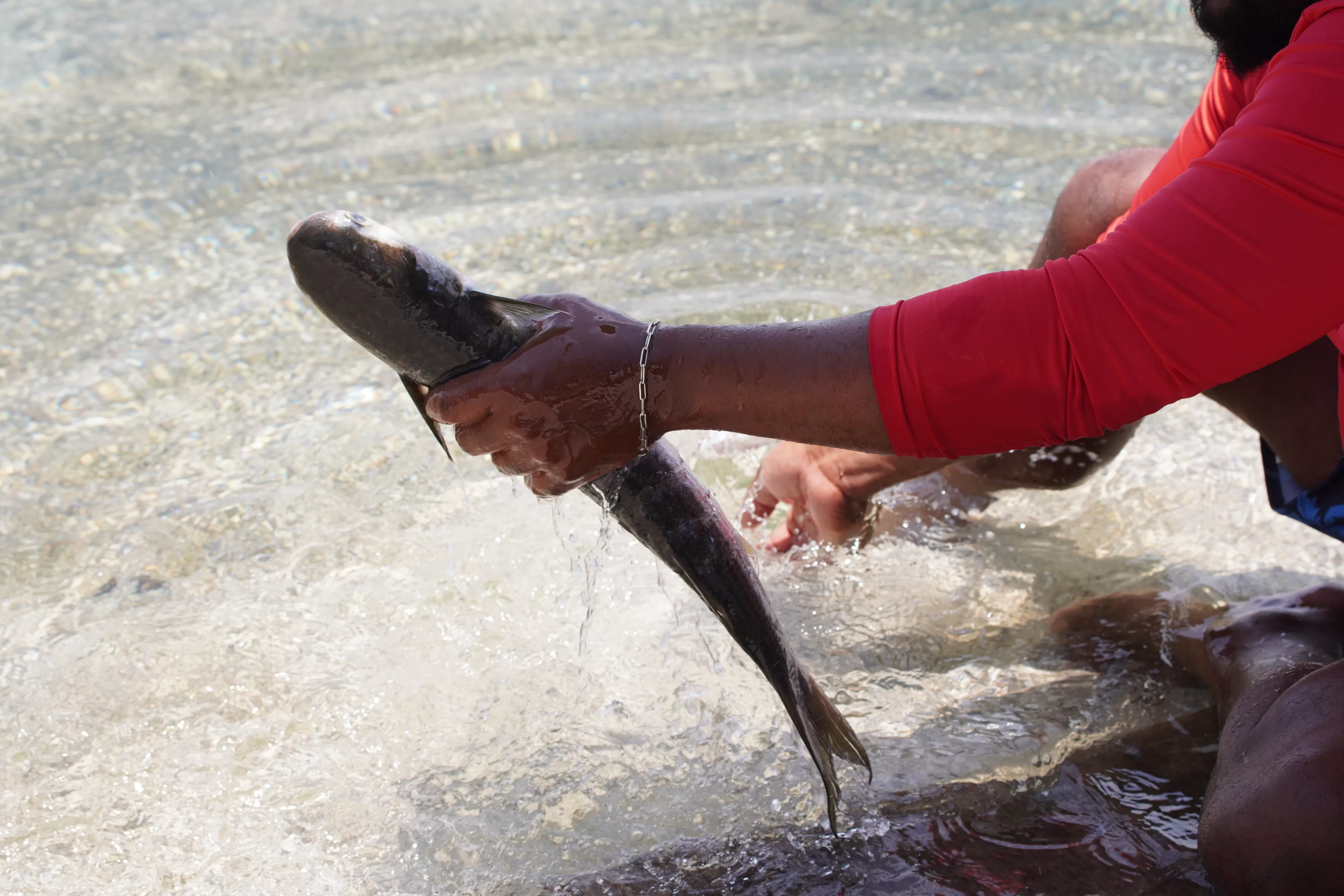 volume de pescado na lagoa em 2025 registrou um aumento de 26,9% em relação a 2024