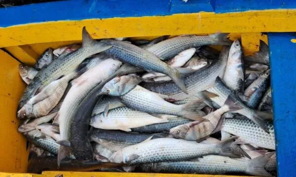 whatsapp image 2023 11 07 at 16.57.30 2 600x360