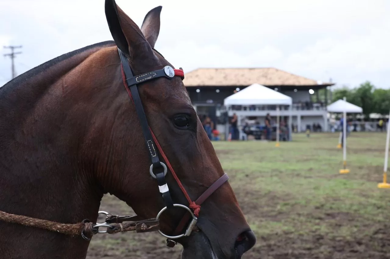 whatsapp image 2026 03 01 at 16.37.28 (1)