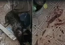 captura de tela 2026 04 11 145141