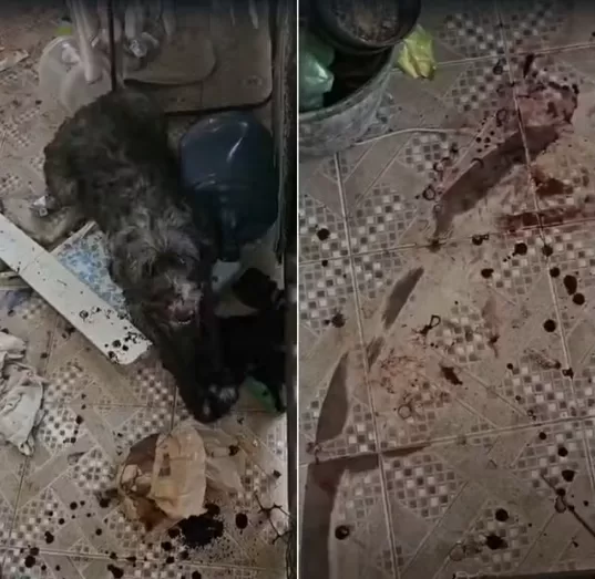 captura de tela 2026 04 11 145141