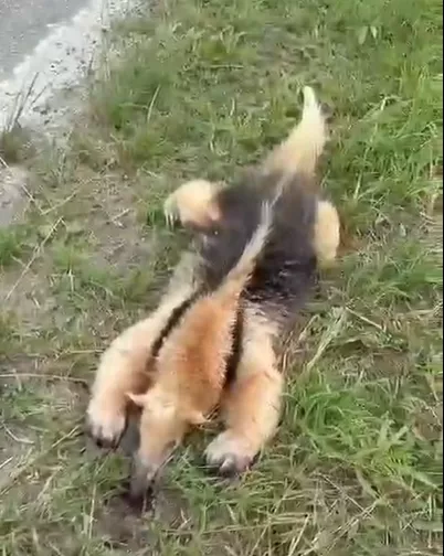 captura de tela 2026 04 12 140047