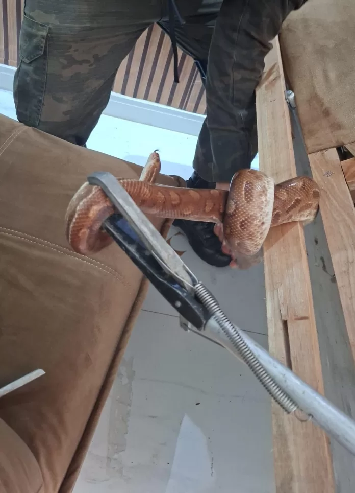 whatsapp image 2026 04 01 at 12.17.04