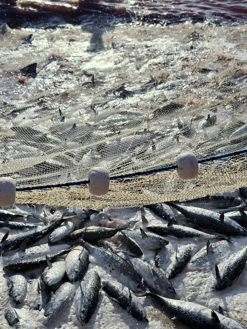 whatsapp image 2026 04 09 at 14.30.31