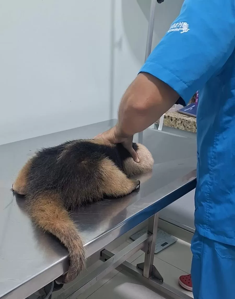 whatsapp image 2026 04 11 at 10.23.07