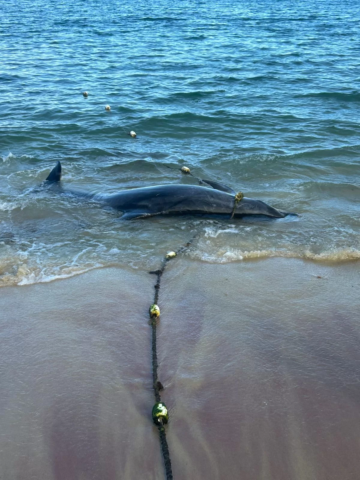 whatsapp image 2026 04 16 at 17.44.38